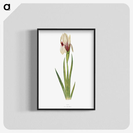 1-33_The-Genus-Iris_blk-crop