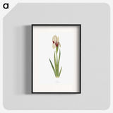 1-33_The-Genus-Iris_blk