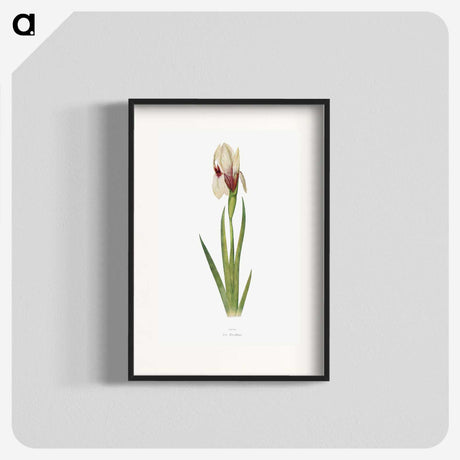 1-33_The-Genus-Iris_blk