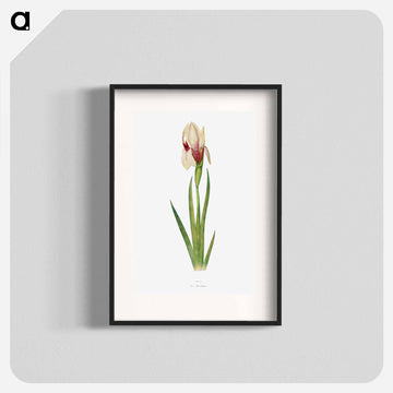 Iris Korolkowi from The genus Iris
 - アヤメ属 Poster.