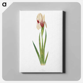 アートパネル-Iris Korolkowi from The genus Iris
 - アヤメ属 Canvas.