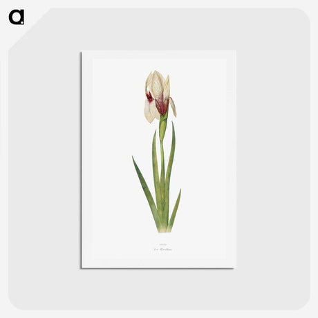 1-33_The-Genus-Iris_hagaki