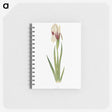 1-33_The-Genus-Iris_memo