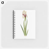 1-33_The-Genus-Iris_memo