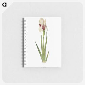 1-33_The-Genus-Iris_memo