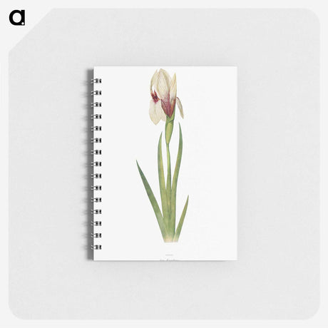 1-33_The-Genus-Iris_memo