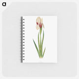 アートメモ帳-Iris Korolkowi from The genus Iris
 - アヤメ属 Memo.