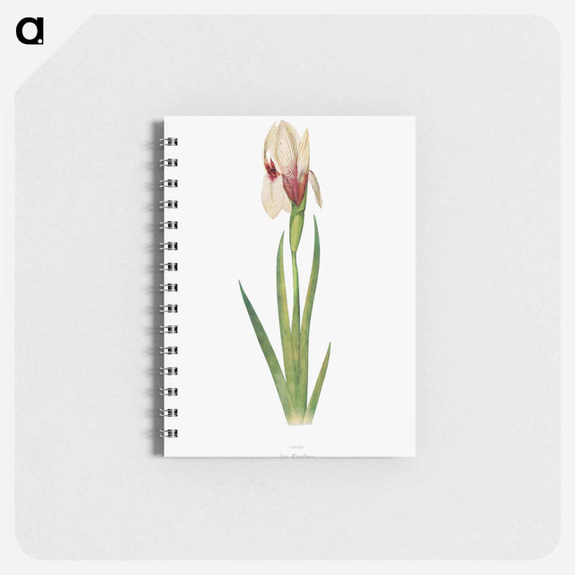 アートメモ帳-Iris Korolkowi from The genus Iris
 - アヤメ属 Memo.