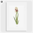 1-33_The-Genus-Iris_picture