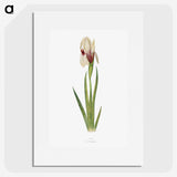 1-33_The-Genus-Iris_picture