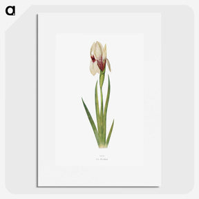 1-33_The-Genus-Iris_picture