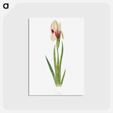 アートポストカード-Iris Korolkowi from The genus Iris
 - アヤメ属 Postcard.