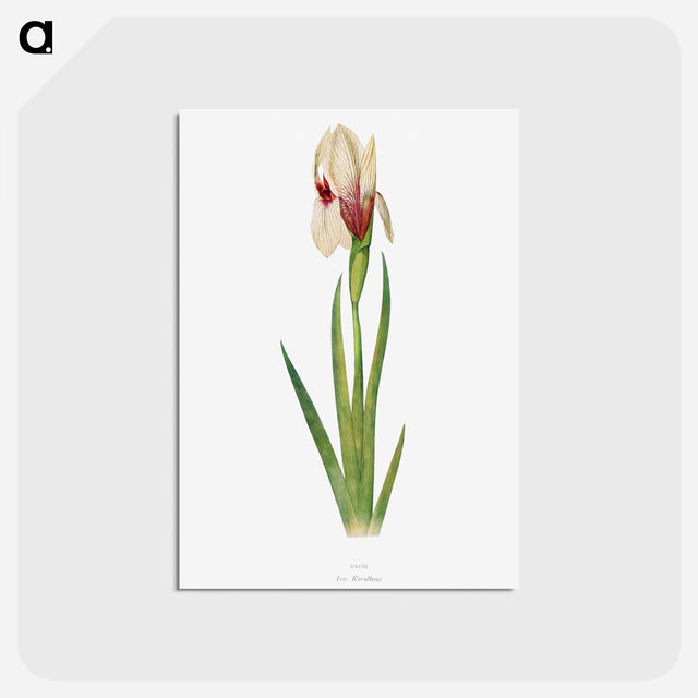 アートポストカード-Iris Korolkowi from The genus Iris
 - アヤメ属 Postcard.