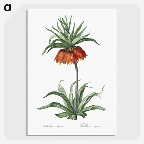 1-33_The-Lilies_picture-crop