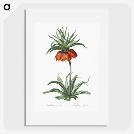 1-33_The-Lilies_picture