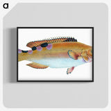 1-33_The-Natural-History-of-British-Fishes_blk-crop