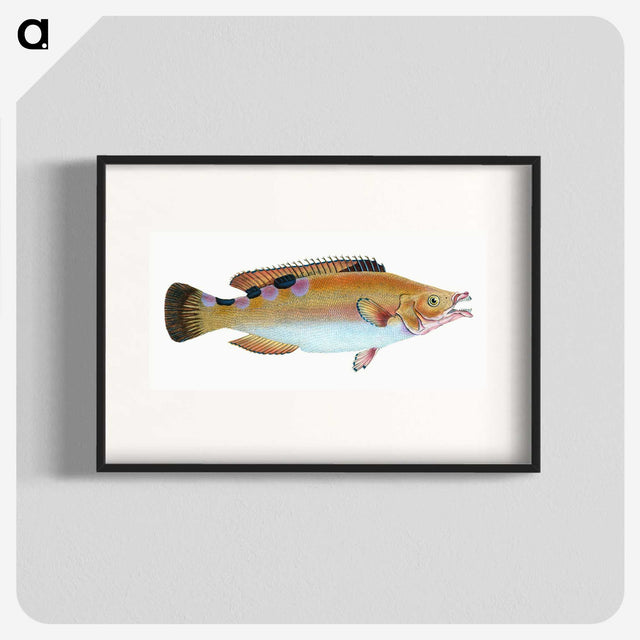 1-33_The-Natural-History-of-British-Fishes_blk