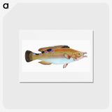 1-33_The-Natural-History-of-British-Fishes_hagaki