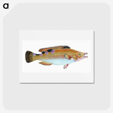 1-33_The-Natural-History-of-British-Fishes_hagaki