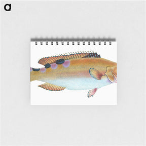 1-33_The-Natural-History-of-British-Fishes_memo