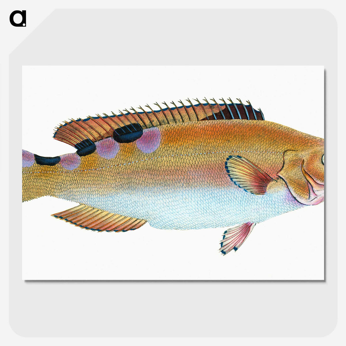 1-33_The-Natural-History-of-British-Fishes_picture-crop