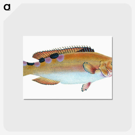 1-33_The-Natural-History-of-British-Fishes_postcard