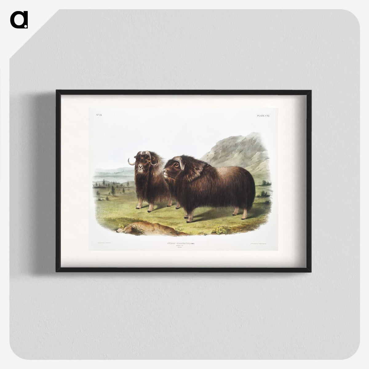 1-33_The-Viviparous-Quadrupeds_blk