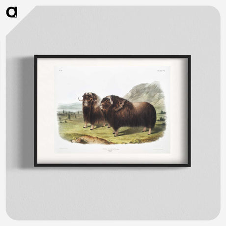 1-33_The-Viviparous-Quadrupeds_blk