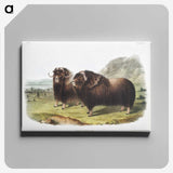 1-33_The-Viviparous-Quadrupeds_canvas