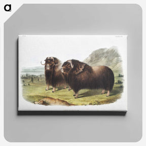 1-33_The-Viviparous-Quadrupeds_canvas