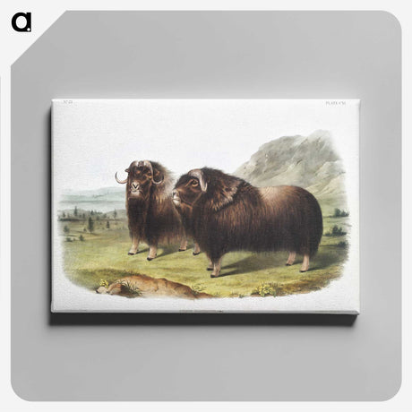1-33_The-Viviparous-Quadrupeds_canvas