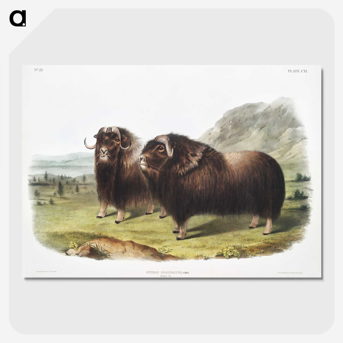 1-33_The-Viviparous-Quadrupeds_picture-crop