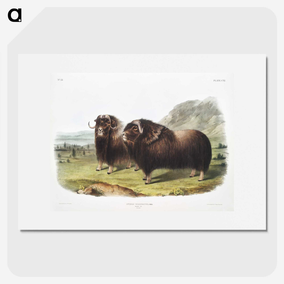 1-33_The-Viviparous-Quadrupeds_picture