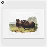 1-33_The-Viviparous-Quadrupeds_picture