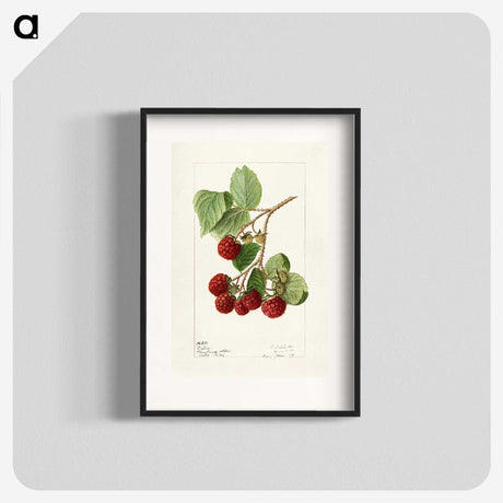 1-33_USDA-Watercolor-Fruit-Painting-Collection_blk