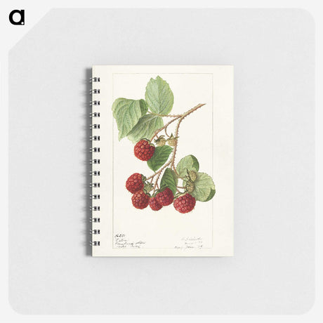 1-33_USDA-Watercolor-Fruit-Painting-Collection_memo