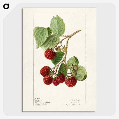 1-33_USDA-Watercolor-Fruit-Painting-Collection_picture-crop