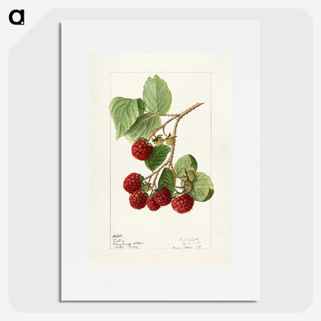 1-33_USDA-Watercolor-Fruit-Painting-Collection_picture