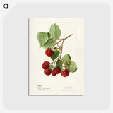 1-33_USDA-Watercolor-Fruit-Painting-Collection_postcard