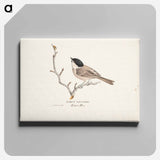 Marsh tit - ヴィルヘルム フォン ライト Canvas.