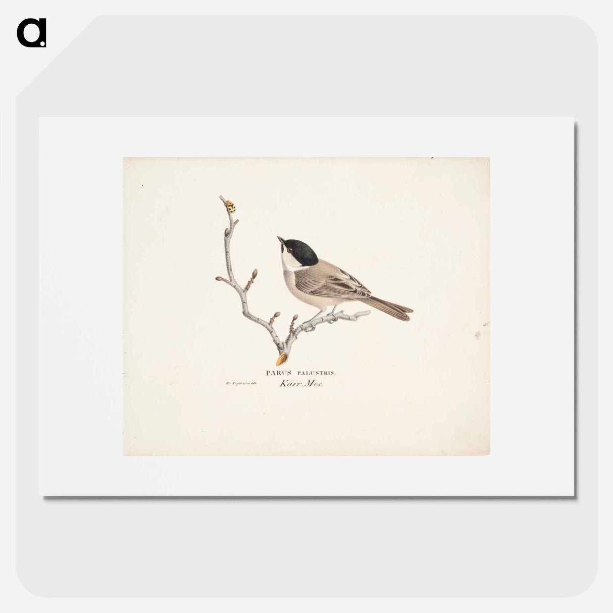 Marsh tit - ヴィルヘルム フォン ライト Poster.