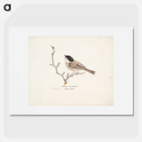 Marsh tit - ヴィルヘルム フォン ライト Poster.