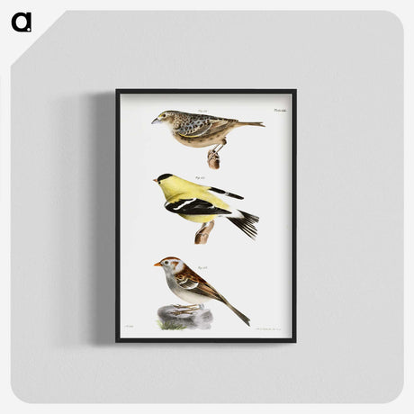 1-33_Zoology-of-New-York_blk-crop