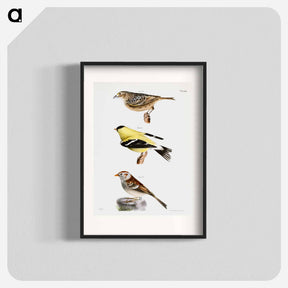 アートポスター-Yellow-winged Bunting (Emberiza passerina) 151. Yellowbird (Carduelis tristis) 152. Field Bunting (Emberiza pusilla) illustration from Zoology of New York by - ニューヨークの動物学 Poster.