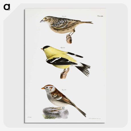 1-33_Zoology-of-New-York_picture-crop