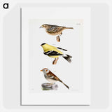 Yellow-winged Bunting (Emberiza passerina) 151. Yellowbird (Carduelis tristis) 152. Field Bunting (Emberiza pusilla) illustration from Zoology of New York by - ニューヨークの動物学 Poster.