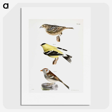 1-33_Zoology-of-New-York_picture