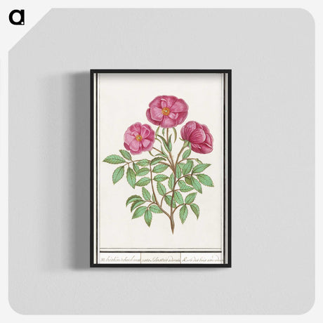 1-34_Anselmus-Boetius-de-Boodt_blk-crop
