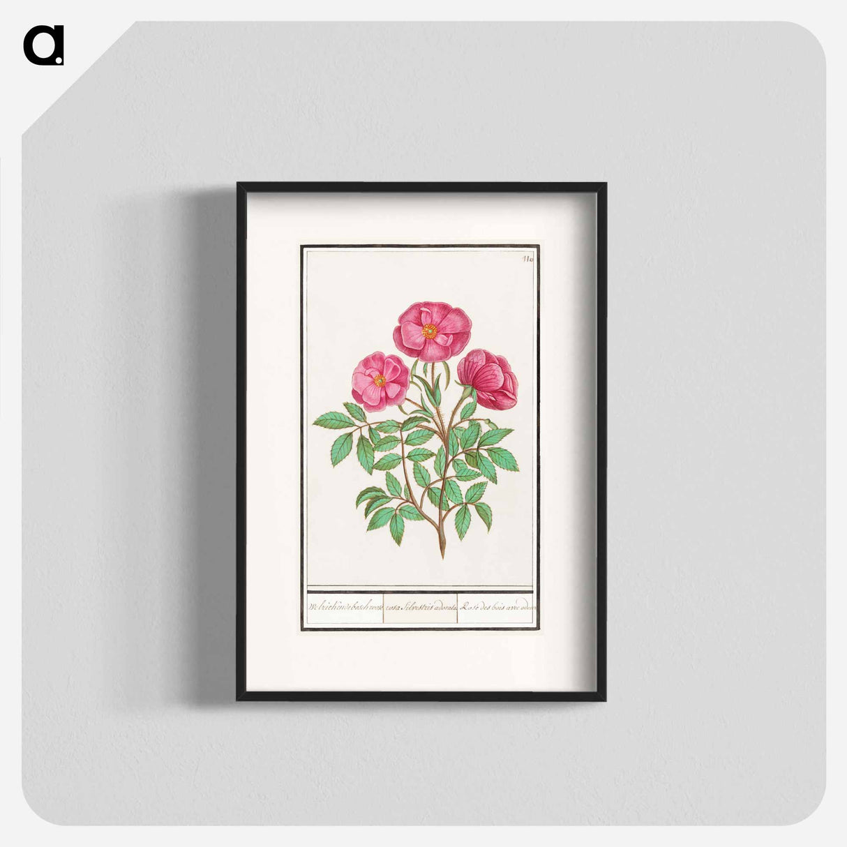 Wild rose - アンセルムス ボエティウス デ ブート Poster.