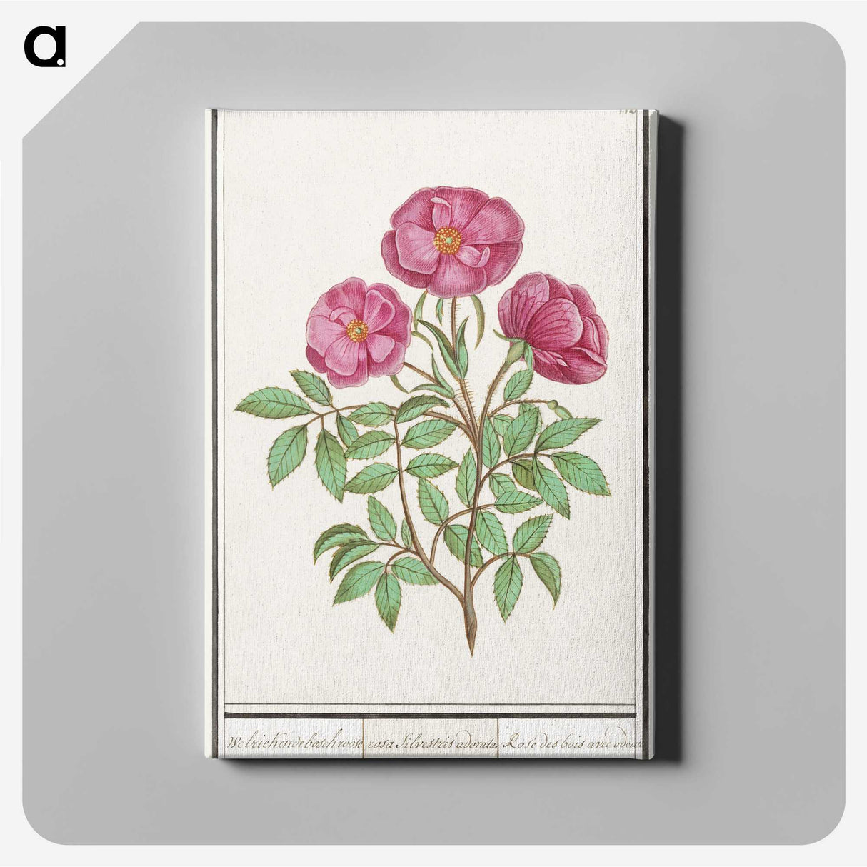 1-34_Anselmus-Boetius-de-Boodt_canvas